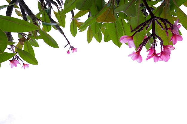 Plumeria flower pink frangipani tropical flower blooming on tree spa flower isolated on white background