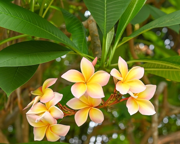 Plumeria flower pinkyellow flower Plumeria flower with garden nature background flower ' Hawai in calm veiw