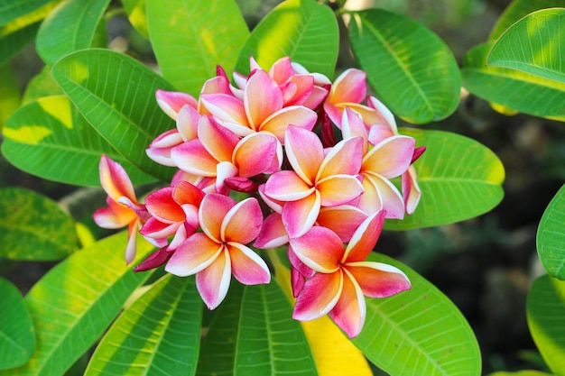 Plumeria flower on the tree