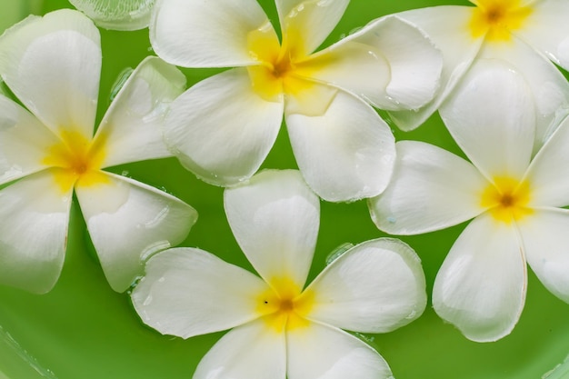 Plumeria flower in water