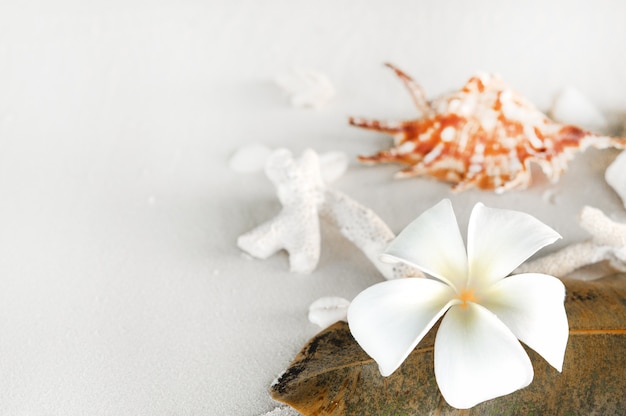 Plumeria flower on white sand beach