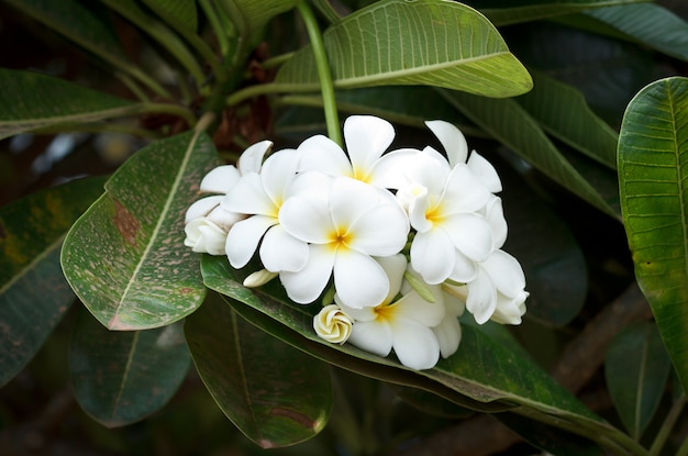 Plumeria flower.