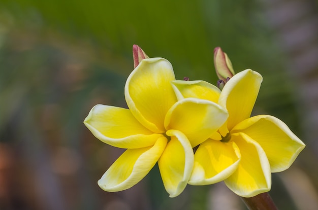 Plumeria flowers on green background