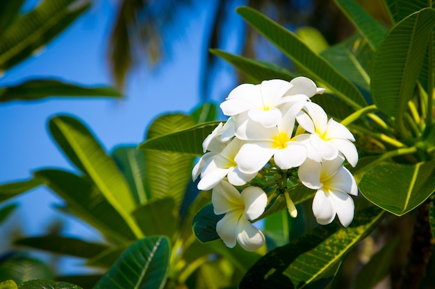 Plumeria flowers growing in the garden