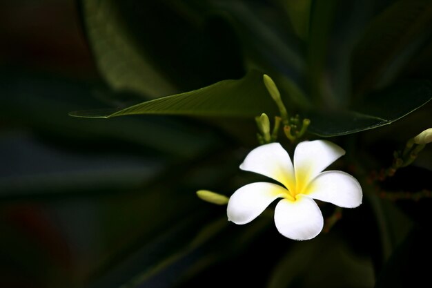 Plumeria flowers on the tree , close up