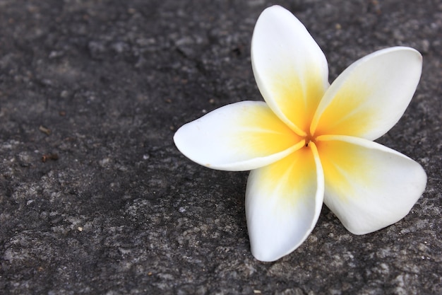 Plumeria flowers