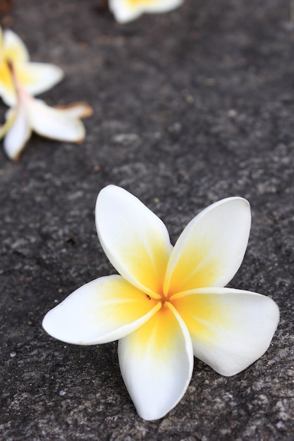 Plumeria flowers