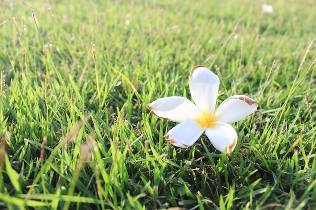 Plumeria flowers