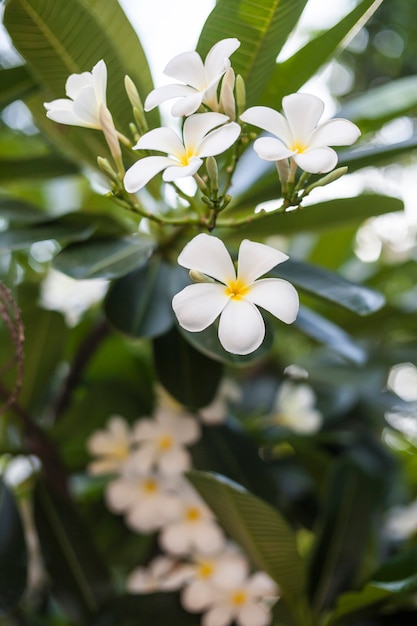 Plumeria flowers.