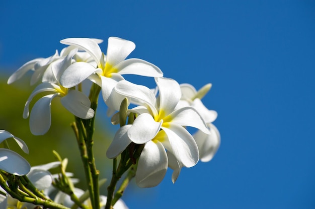 Plumeria flowers