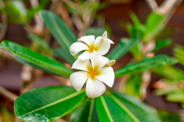 plumeria frangipani bush on tropical island nature background