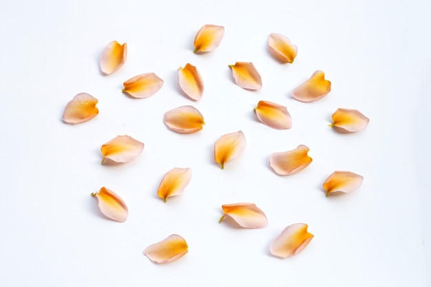 Plumeria or frangipani flower petals isolated