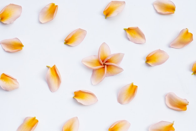 Plumeria or frangipani flower petals on white background.