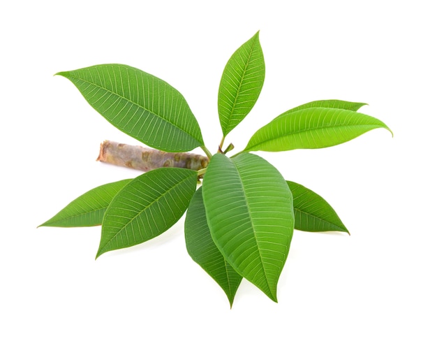 Plumeria (frangipani) leaf and branch isolated on white background