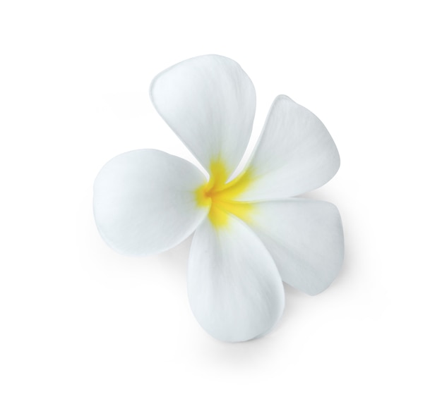 Plumeria isolated on white background