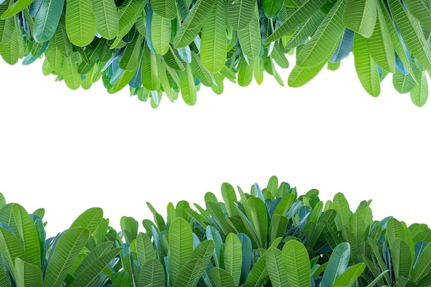 Plumeria leaves White isolated background