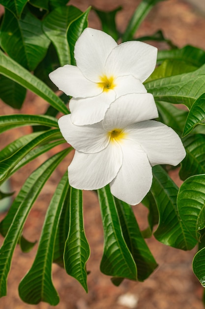 Plumeria pudica white flowers