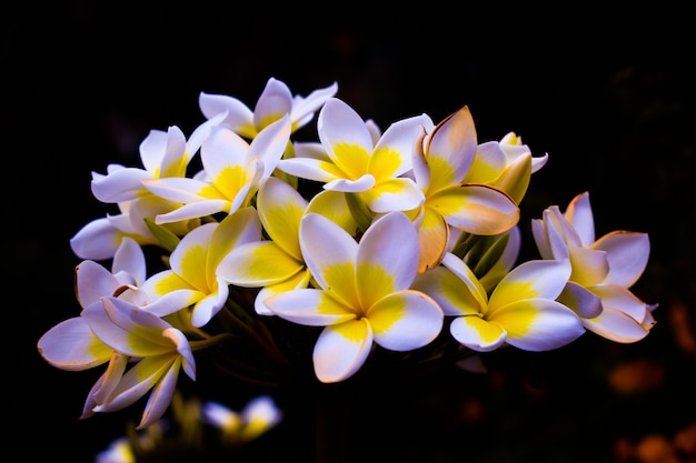 plumeria rubra flowers blooming with dark wall