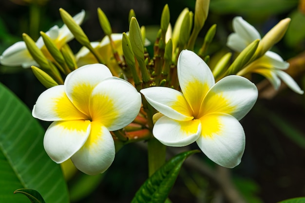 Plumeria rubra flowers blooming