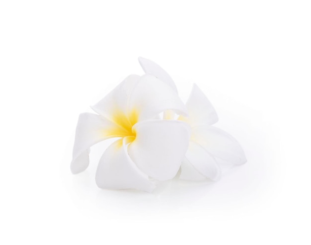 Plumeria rubra flowers isolated on White background