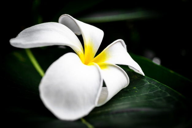 Plumeria