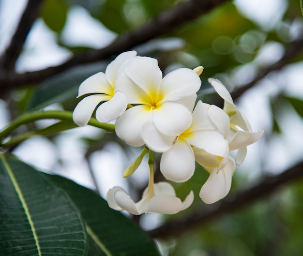 Plumeria