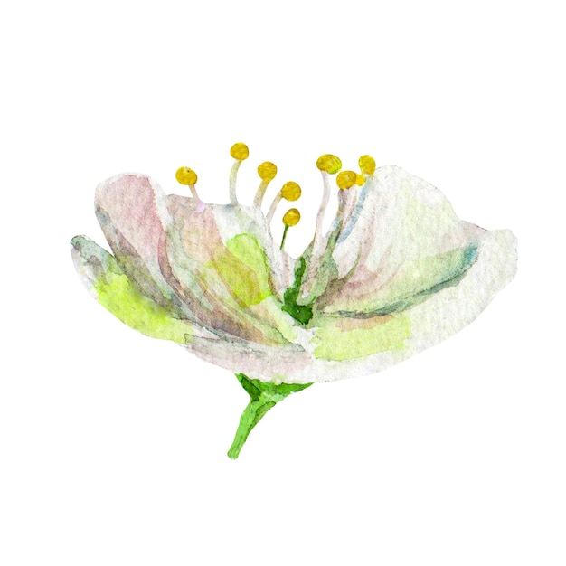 The plums flowers on an isolated on a white background Watercolor realistic illustration