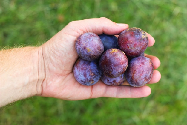 Plums in hand on green garden