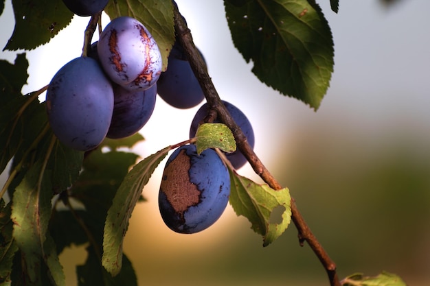 Plums in an orchard in France in summer Blue and purple plums in the garden prunus domestica