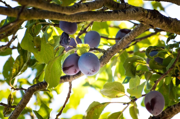 Plums in an orchard in France in summer Blue and purple plums in the garden prunus domestica