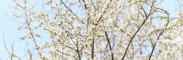 Plums or prunes bloom white flowers in early spring in nature. selective focus. banner