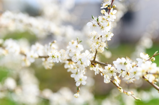 Plums or prunes bloom white flowers in early spring in nature. selective focus