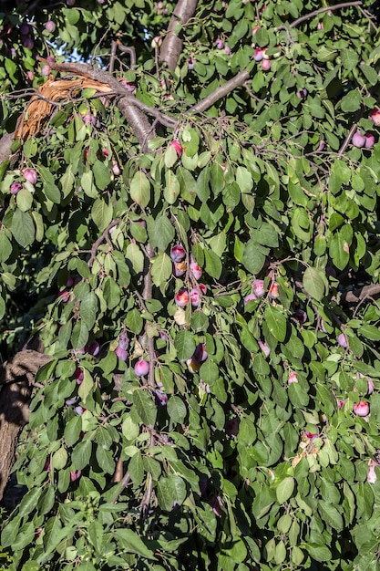 Plums ripen on a branch Small purple fruits on the branches of a shrub