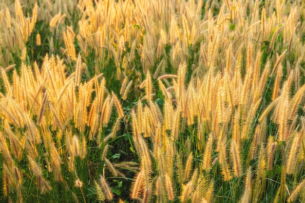 Poaceae Grass Flowers Field and Poaceae