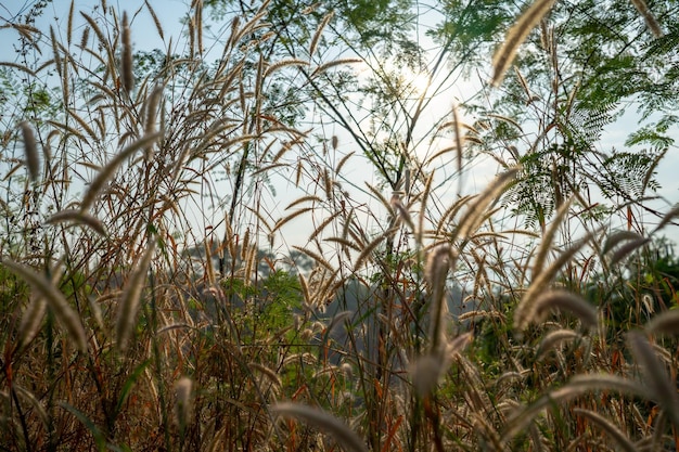 The poaceae silhouette grass flower at the outdoor field for nature background