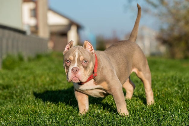 A pocket male American Bully puppy dog sitting on grass