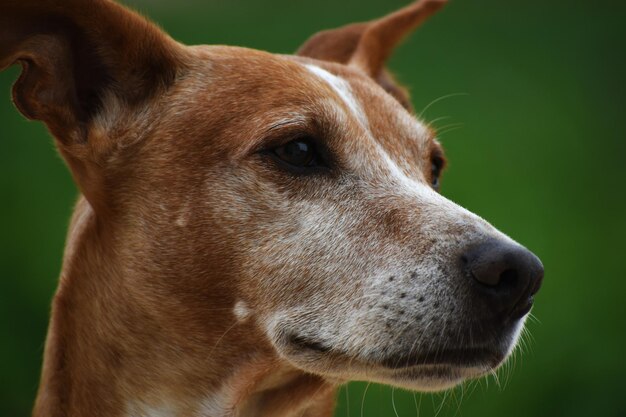 Podenco dog threequarter profile with green background