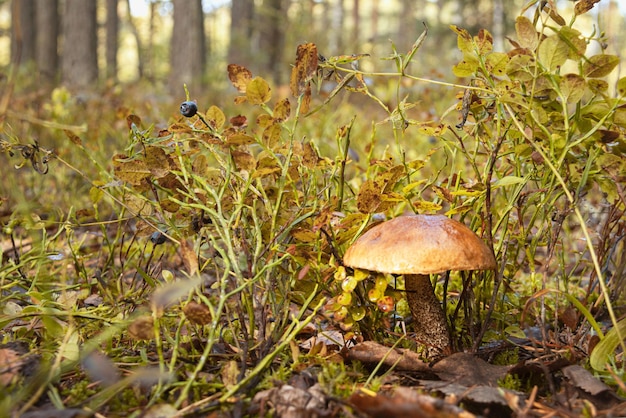 The podosinovik mushroom hid in the grass Habitat