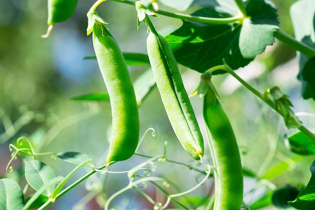 Pods of ripe green peas growing in the garden