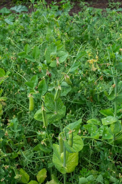 Pods of young green peas in a field