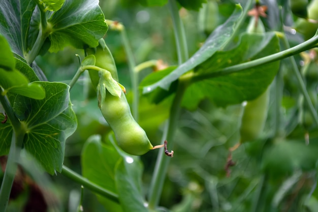 Pods of young green peas in a field