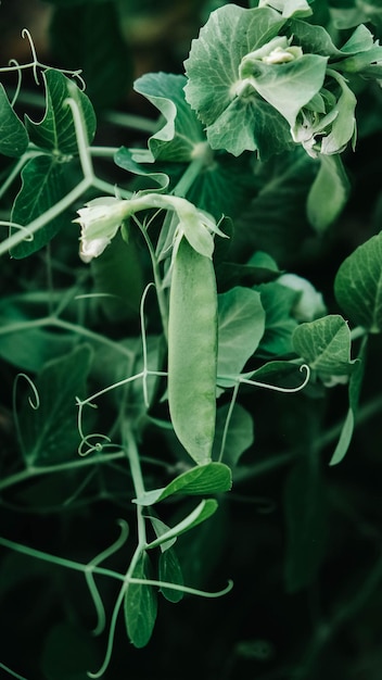 Pods of young green peas growing on a bed