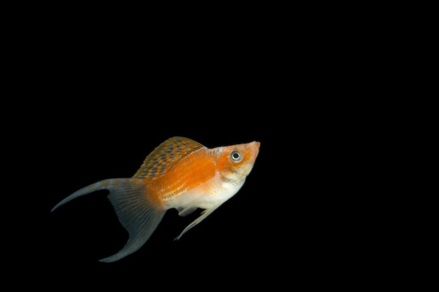 Poecilia Latipinna Orange Black Background