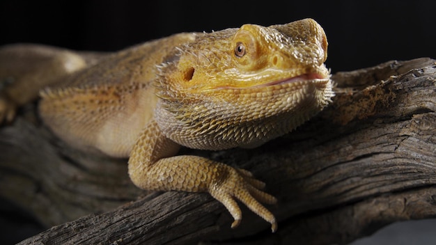 Pogona Vitticeps or Bearded Dragon closeup shot A large lizard sits and listening carefully