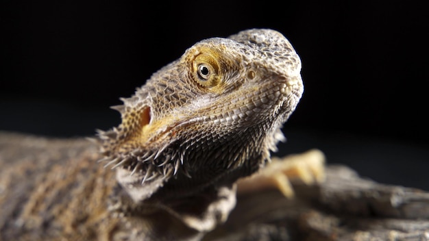 Pogona Vitticeps bearded dragon macro