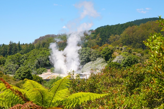 Pohutu Geyser in the Whakarewarewa Thermal Valley Rotorua in the North Island of New Zealand Pohutu