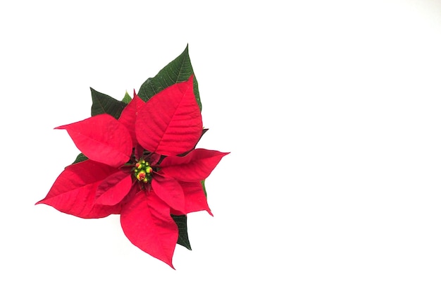 Poinsettia flower isolated on white background