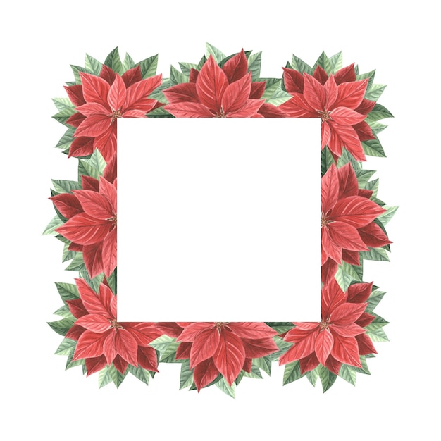 Poinsettia flowers with leaves christmas frame square vintage hand drawn watercolor illustration