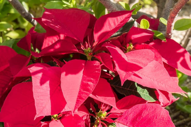 Poinsettia in the garden