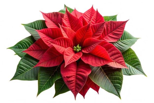 Poinsettia Isolated on Transparent Background